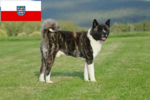 Read more about the article Akita crescători și căței în Thuringia