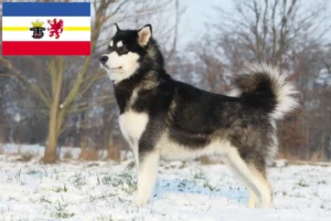 Read more about the article Alaskan Malamute crescători și căței în Mecklenburg-Vorpommern