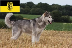 Read more about the article Alaskan Malamute crescători și căței în Baden-Württemberg