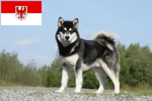 Read more about the article Alaskan Malamute crescători și căței în Brandenburg