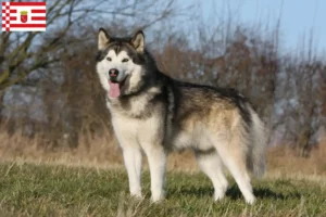 Read more about the article Alaskan Malamute crescători și căței în Bremen