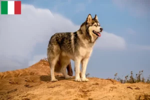 Read more about the article Alaskan Malamute crescători și căței în Italia