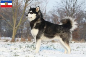 Read more about the article Alaskan Malamute crescători și căței în Schleswig-Holstein