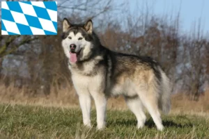 Read more about the article Alaskan Malamute crescători și căței în Bavaria