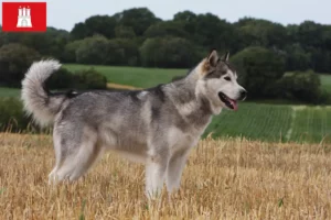 Read more about the article Alaskan Malamute crescători și căței în Hamburg