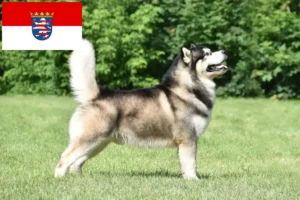 Read more about the article Alaskan Malamute crescători și căței în Hessen