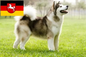 Read more about the article Alaskan Malamute crescători și căței în Saxonia Inferioară