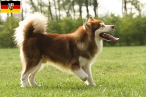 Read more about the article Alaskan Malamute crescători și căței în Saarland