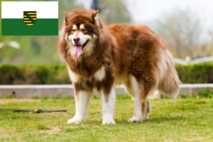 Read more about the article Alaskan Malamute crescători și căței în Saxonia