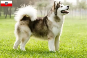 Read more about the article Alaskan Malamute crescători și căței în Thuringia