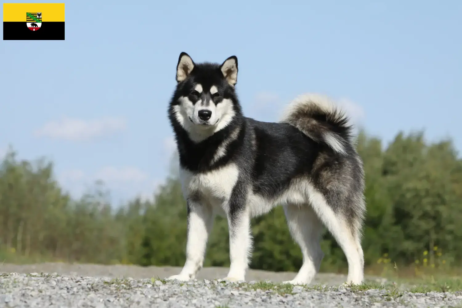 Read more about the article Alaskan Malamute crescători și căței în Saxonia-Anhalt