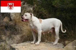 Read more about the article American Bulldog crescători și căței în Brandenburg