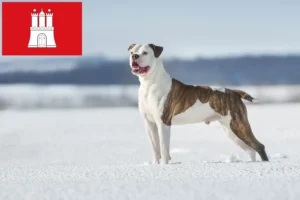 Read more about the article American Bulldog crescători și căței în Hamburg