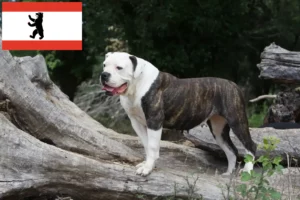 Read more about the article American Bulldog crescători și căței în Berlin