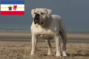 Read more about the article American Bulldog crescători și căței în Mecklenburg-Vorpommern