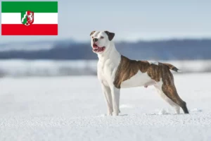 Read more about the article American Bulldog crescători și căței în Renania de Nord-Westfalia