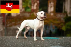 Read more about the article American Bulldog crescători și căței în Saxonia Inferioară