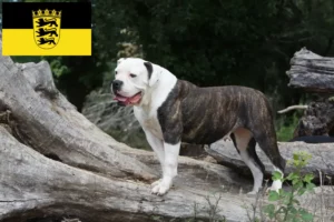 Read more about the article American Bulldog crescători și căței în Baden-Württemberg