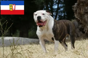 Read more about the article American Bulldog crescători și căței în Schleswig-Holstein