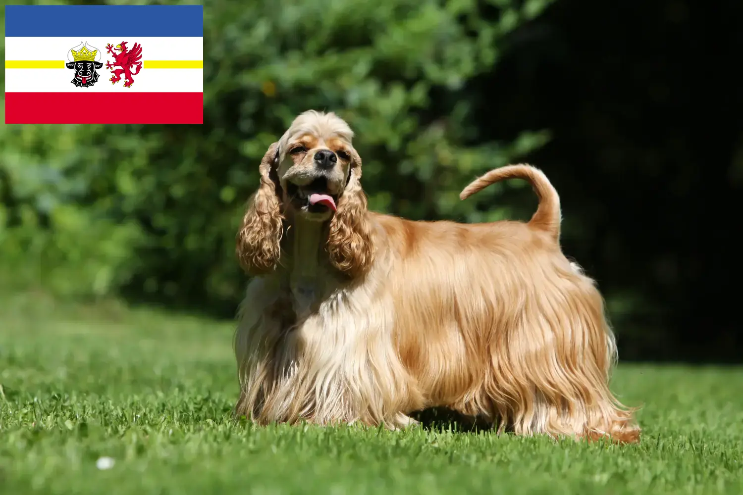 Read more about the article American Cocker Spaniel crescători și căței în Mecklenburg-Vorpommern