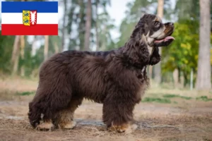 Read more about the article American Cocker Spaniel crescători și căței în Schleswig-Holstein