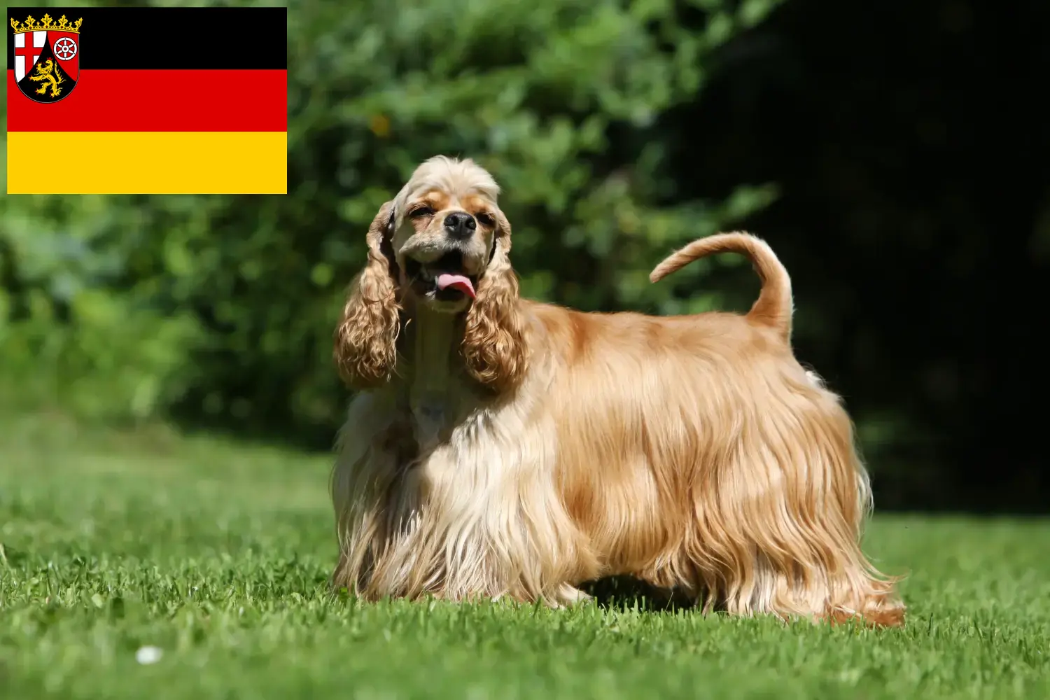 Read more about the article American Cocker Spaniel crescători și căței în Renania-Palatinat