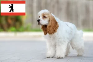 Read more about the article American Cocker Spaniel crescător și căței în Berlin