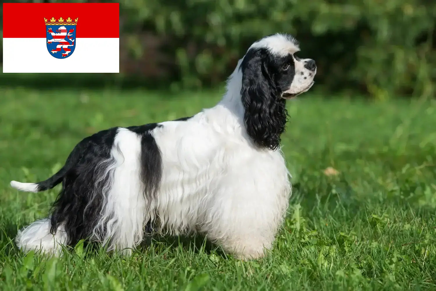 Read more about the article American Cocker Spaniel crescători și căței în Hessen