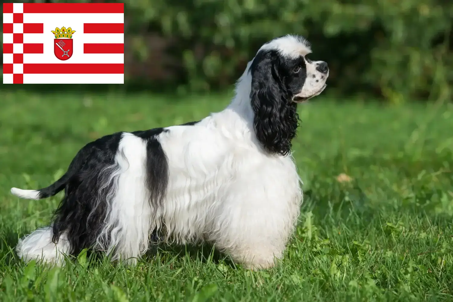 Read more about the article American Cocker Spaniel crescător și căței în Bremen