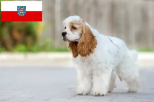 Read more about the article American Cocker Spaniel crescători și căței în Thuringia