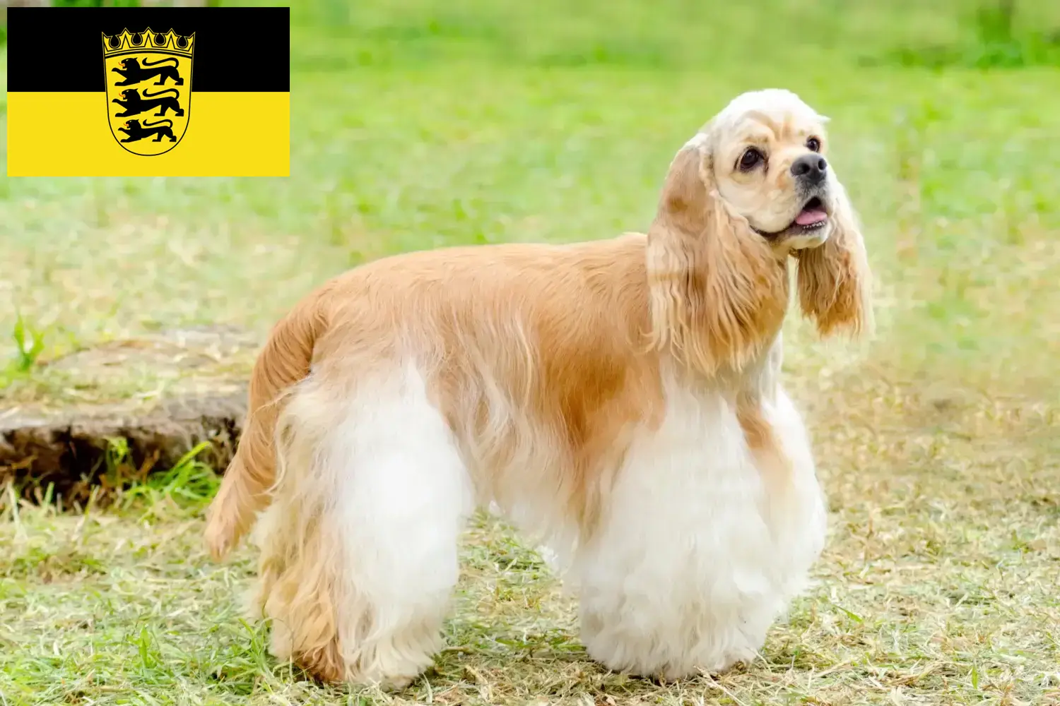 Read more about the article American Cocker Spaniel crescători și căței în Baden-Württemberg