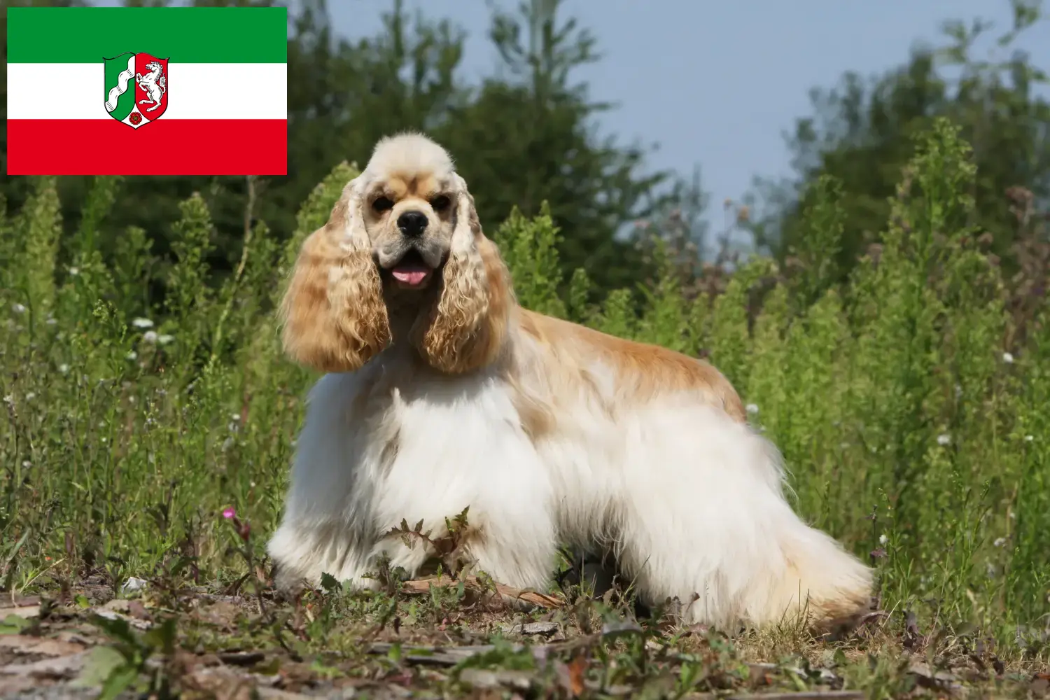 Read more about the article American Cocker Spaniel crescători și căței în Renania de Nord-Westfalia