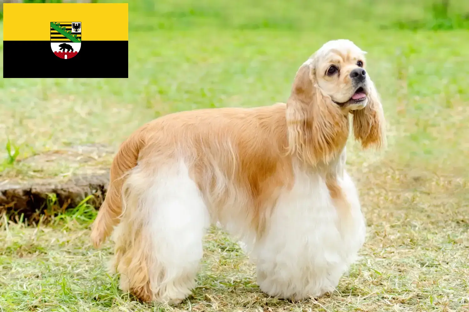 Read more about the article American Cocker Spaniel crescători și căței în Saxonia-Anhalt