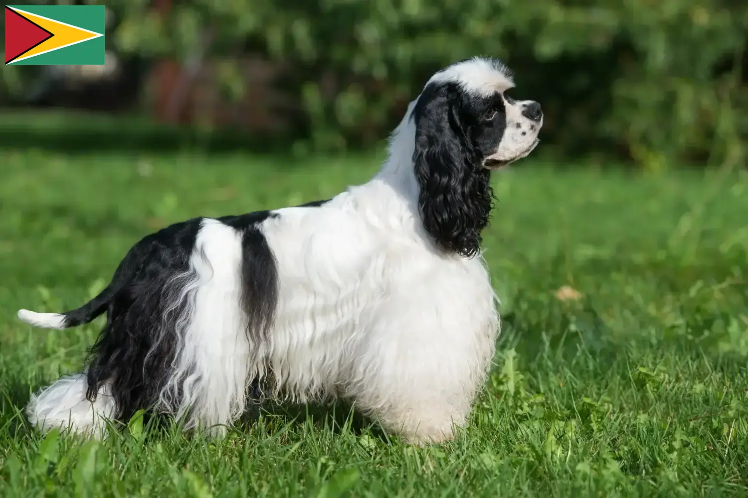 Read more about the article American Cocker Spaniel crescători și căței în Guyana