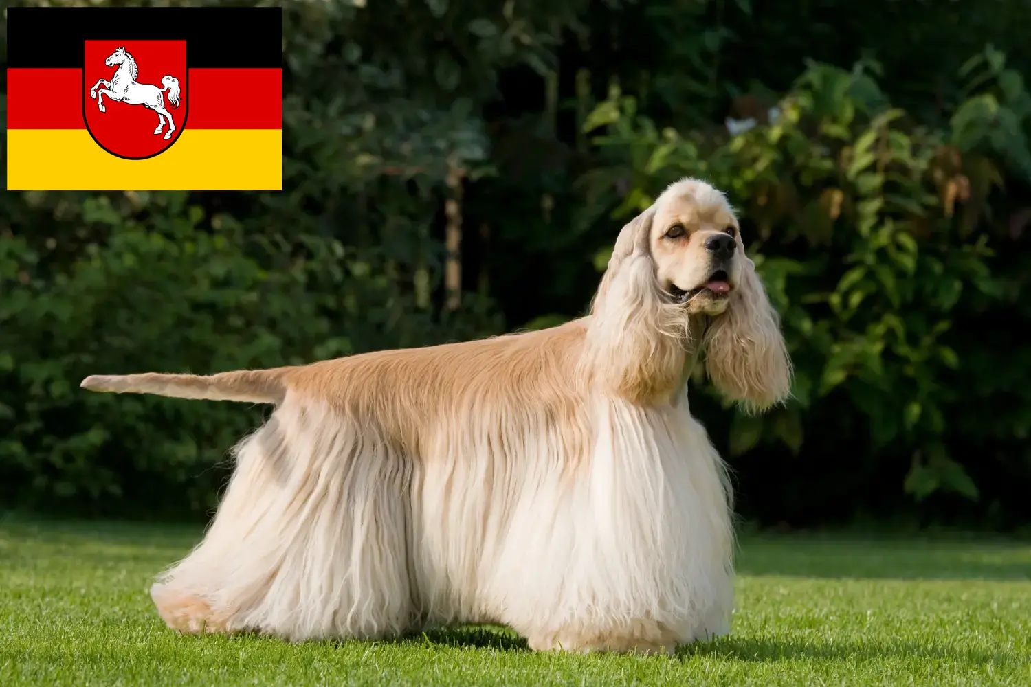 Read more about the article American Cocker Spaniel crescători și căței în Saxonia Inferioară