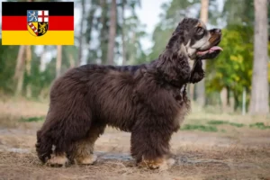 Read more about the article American Cocker Spaniel crescători și căței în Saarland