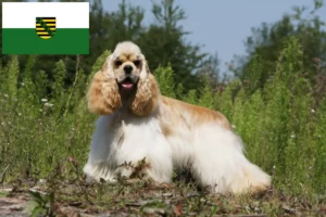 Read more about the article American Cocker Spaniel crescători și căței în Saxonia