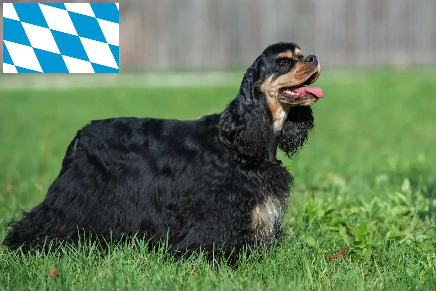 Read more about the article American Cocker Spaniel crescători și căței în Bavaria