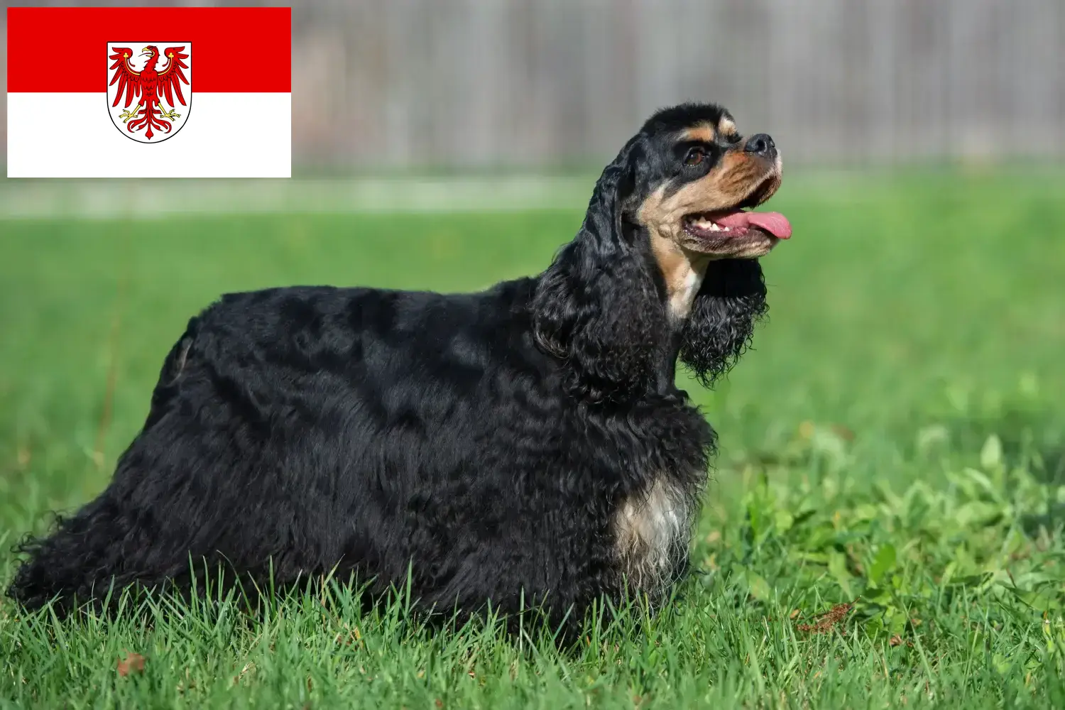 Read more about the article American Cocker Spaniel crescători și căței în Brandenburg