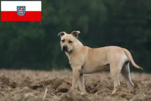 Read more about the article American Staffordshire Terrier crescători și căței în Thuringia