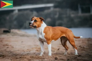 Read more about the article American Staffordshire Terrier crescători și căței în Guyana