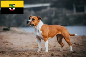 Read more about the article American Staffordshire Terrier crescători și căței în Saxonia-Anhalt