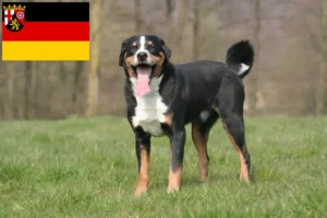 Read more about the article Appenzell Mountain Dog Breeder și cățeluși în Renania-Palatinat