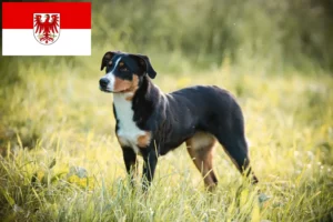 Read more about the article Appenzell Mountain Dog Breeder și cățeluși în Brandenburg