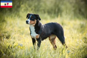 Read more about the article Appenzell Mountain Dog Breeder și Cățeluși în Mecklenburg-Vorpommern