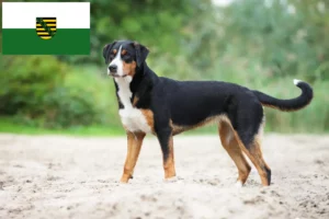 Read more about the article Appenzell Mountain Dog Breeder și cățeluși în Saxonia