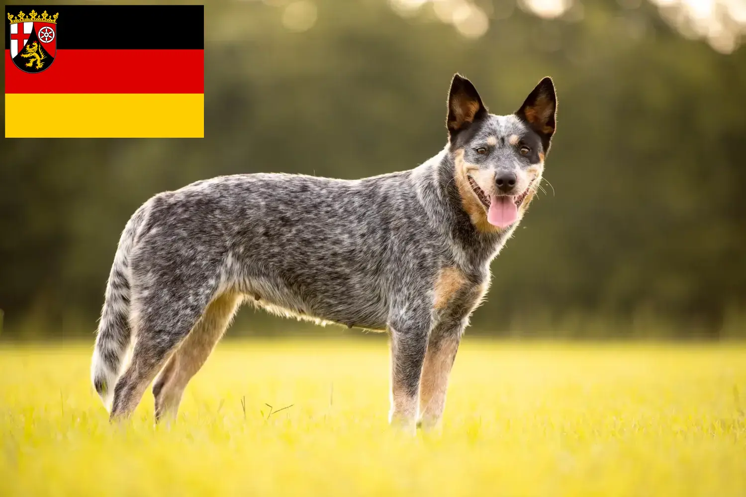 Read more about the article Australian Cattle Dog crescători și căței în Renania-Palatinat