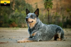 Read more about the article Australian Cattle Dog crescători și căței în Saxonia-Anhalt