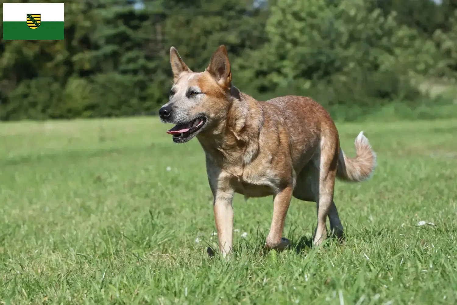 Read more about the article Australian Cattle Dog crescători și căței în Saxonia