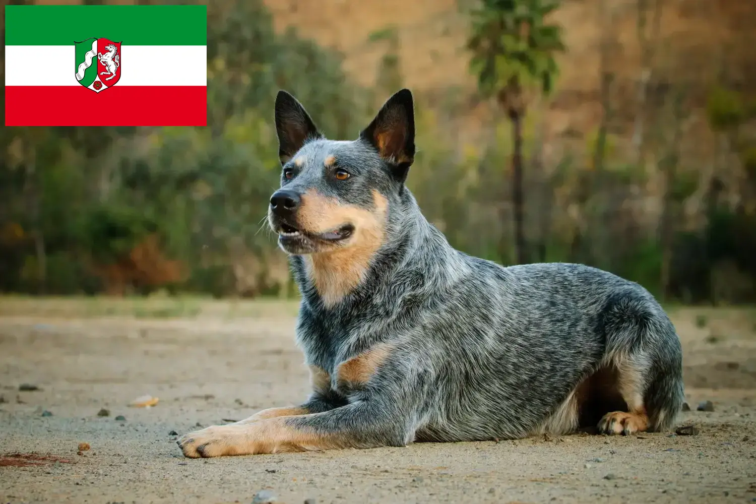 Read more about the article Australian Cattle Dog crescători și căței în Renania de Nord-Vestfalia